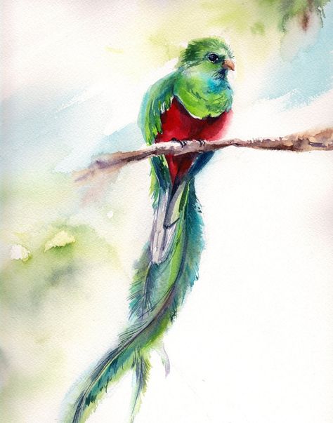 Tropical Bird Art, Exotic Paintings, Quetzal Bird, Bird Watercolor Paintings, Bird Watercolor, Bird Wall Decor, Tropical Bird, Bird Art Print, Red Bird