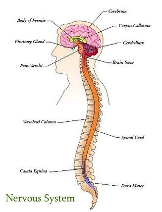 A labeled diagram of the nervous system Nervous System Diagram, Nervous System Anatomy, Human Skeleton Anatomy, Sistem Saraf, Human Nervous System, Fibro Warrior, Brain Anatomy, Medical Specialties, Brain Stem