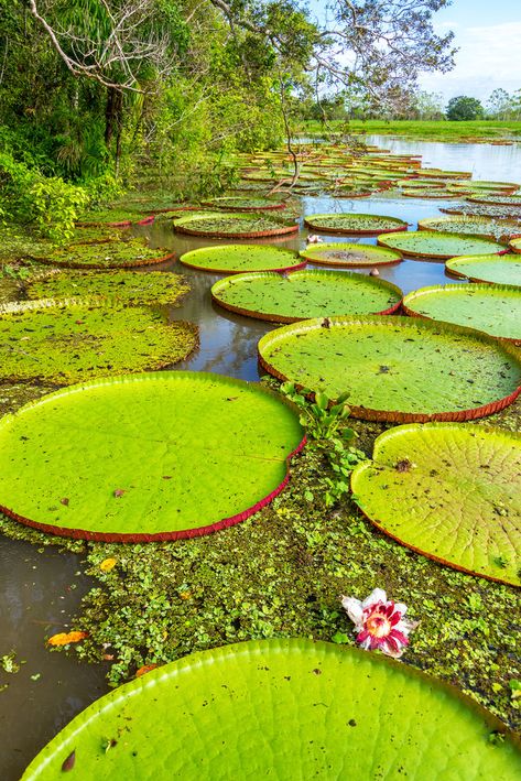 Vertical View Of Victoria Amazonica Plants, The  Free Stock Photo and Image 80648018 Amazon Rainforest Photography, Victoria Amazonica, Rainforest Photography, Brazilian Rainforest, Outline Pictures, Amazon Rainforest, Nature Garden, Creative Images, Instagram Ads