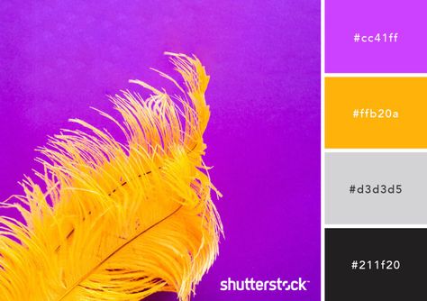 Purple Color Schemes, Design Applications, Meaning, and More - Combination 2 Purple Contrast Color Combinations, Contrast Color Combinations, Purple Contrast Color, Types Of Color Schemes, Purple Contrast, Monochrome Makeup Look, Purple Color Schemes, Purple Color Palettes, Yellow Colour Scheme