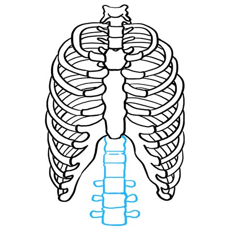 How to Draw a Rib Cage Step 08 Rib Cage Drawing, Cage Drawing, Lungs Drawing, Human Ribs, Human Rib Cage, Galaxia Wallpaper, Blending Colored Pencils, Art Sets For Kids, Easy Draw