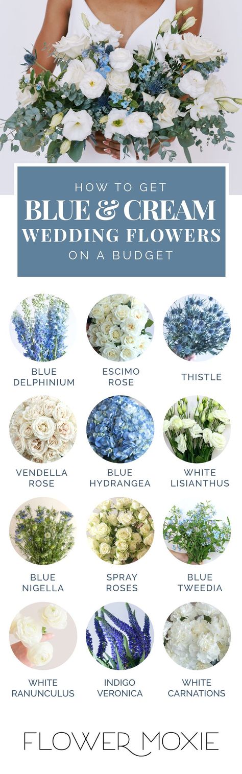 This is a visual guide to help you achieve stunning Blue and Cream wedding flowers on a tight budget. We also sell bulk wholesale wedding flowers at a fraction of the other guys, and we give you super simple floral recipes. Blue And Cream Wedding Flowers, Wedding Flowers On A Budget, Cream Wedding Flowers, Wedding Flower Packages, Blue Themed Wedding, Blue Wedding Flowers, Cream Wedding, Dusty Blue Weddings, Wedding Theme Colors