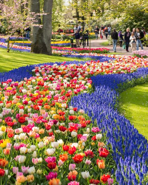 Stroll through the world's largest flower garden at Keukenhof, where millions of blooms paint a vibrant canvas. A must-see day trip from Amsterdam. 🌷🌼 📌 Keukenhof Gardens, Netherlands - - - #netherlands #netherlandsvacations #thenetherlands #visitnetherlands #netherlandsvacation #netherlandstravel #bestofnetherlands #netherlands🇳🇱 Keukenhof Gardens Netherlands, Keukenhof Gardens, Day Trips From Amsterdam, Netherlands Travel, Dream Destinations, Large Flowers, Worlds Largest, Botanical Gardens, Day Trip