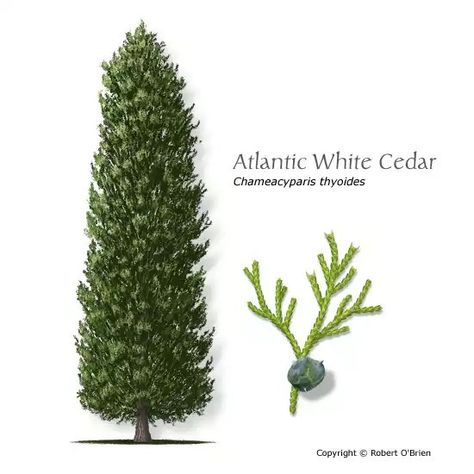 Chamae-cyparis thyoides - Atlantic white cedar Small Rustic Bathrooms, Picea Pungens, Cedar Tree, White Cedar, Cedar Trees, Plant Identification, Home Landscaping, Nature Plants, Perennial Garden