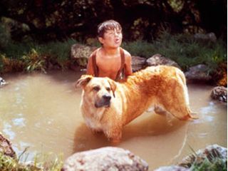 Old Yeller Salon Pics, Best Classic Movies, Dog Films, Old Yeller, Puppy Tips, Dog Movies, Noir Movie, Famous Dogs, Disney Film