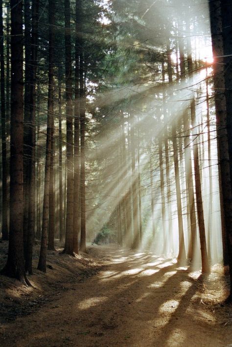 Matka Natura, Belle Nature, Dipper Pines, Natural Scenery, Be Grateful, Alam Semula Jadi, Gravity Falls, Beautiful Photography, In The Woods