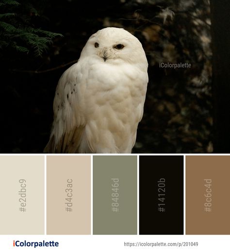 Black And Nude Color Palette, Colour Palettes With Black, Birds Color Palette, Color Pallets With Black, Brown Black Color Palette, Colours That Go With Black, Grunge Colour Palette, Black Color Palette Colour Schemes, Color Palettes With Black