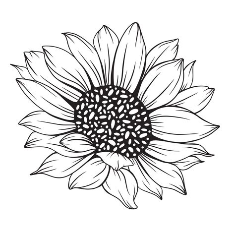 Line Drawing Sunflower, Sunflower Line Drawing, Line Art Sunflower, Sunflower Line Art, Sunflower Outline, Line Drawing Floral, Floral Line Drawing, Sunflower Template, Ampersand Art