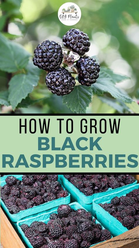 How to Grow Black Raspberries – GIY Plants Black Raspberry Recipes, Pruning Raspberries, Garden Ideas Large, Raspberry Plant, Raspberry Canes, Potted Fruit Trees, Blackberry Plants, Growing Blackberries, Black Raspberries