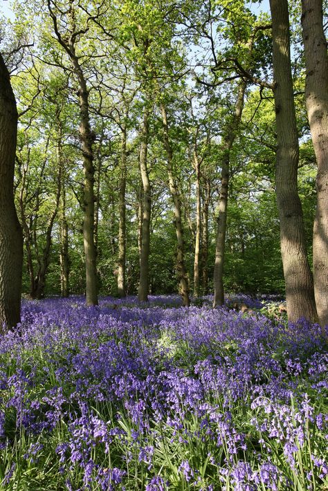 Britain Landscape, English Woodland, Spring Scenes, English Bluebells, Bluebell Woods, Magic Nature, Venice Painting, Lost Garden, Blue Bell Flowers