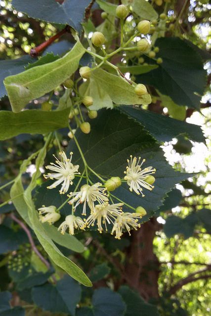 Linden flowers by Eve Fox, the Garden of Eating, copyright 2016 Chicken Recipes Lemon, Cake Recipes Lemon, Lemon Chicken Recipes, Lemon Cake Recipes, Lemon Cocktails, Peppered Chicken, Cheesecake Lemon, Linden Blossom, Lemon Cupcake