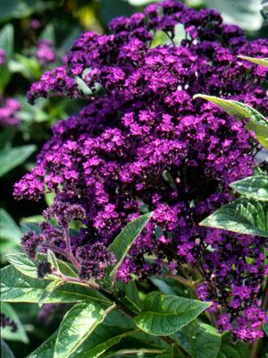 Heliotrope is grown as an annual in Zones 2 to 9 and as a perennial in Zones 10 to 11. It bears wonderful clusters of purple or white flowers, which are intensely fragrant with a deep, grapey smell. Leaves are glossy and attractive with slight ribbing. The plant will grow a foot or two high as an annual, or up to 4 feet tall as a perennial, depending on the variety. Purple Flowers Garden, Tattoo Plant, نباتات منزلية, Purple Plants, Fragrant Plant, Purple Garden, Have Inspiration, Summer 3, Fragrant Flowers