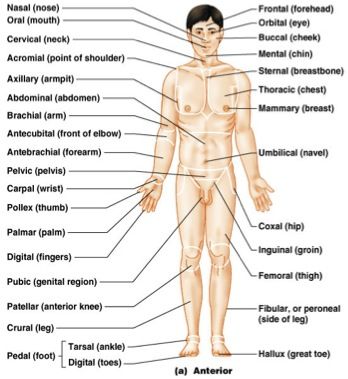 Anatomy & Physiology 1 (BIOL 2401) Chapter 1 Flashcards Diagnostic Medical Sonography Student, Study Anatomy, Anatomy Biology, Nursing Flashcards, Anatomy Notes, Medical Terminology Study, Anatomy Flashcards, Nurse Study, Diagnostic Medical Sonography