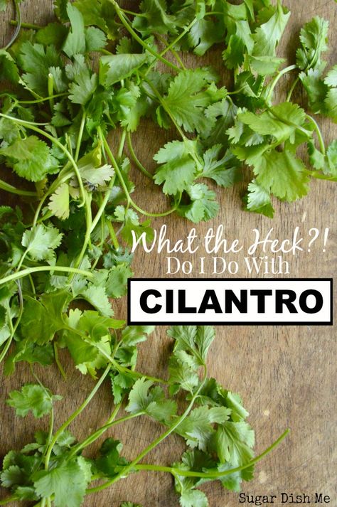 The second post in a series on what to do with unfamiliar grocery items. What the Heck Do I Do with Cilantro is a post full of recipe ideas and inspiration. Freeze Cilantro, Freezing Cilantro, Fresh Herb Recipes, Cilantro Recipes, Herb Recipes, What The Heck, Cilantro Lime, Planting Herbs, Edible Garden