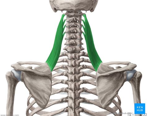 Levator Scapulae, Sternocleidomastoid Muscle, Muscles Of The Neck, Anatomy Medical, Musculoskeletal System, Human Body Anatomy, Upper Back Pain, Art Anatomy, Muscle Anatomy