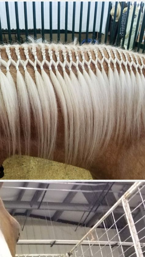 Banded Horse Mane, Braiding Horses Manes, Long Mane Braids Horse, Horse Main Braiding, Horse Mane Accessories, Western Horse Mane Ideas, Horse Mane Braids With Ribbon, Horse Mane Styles Western, Horse Main Braids