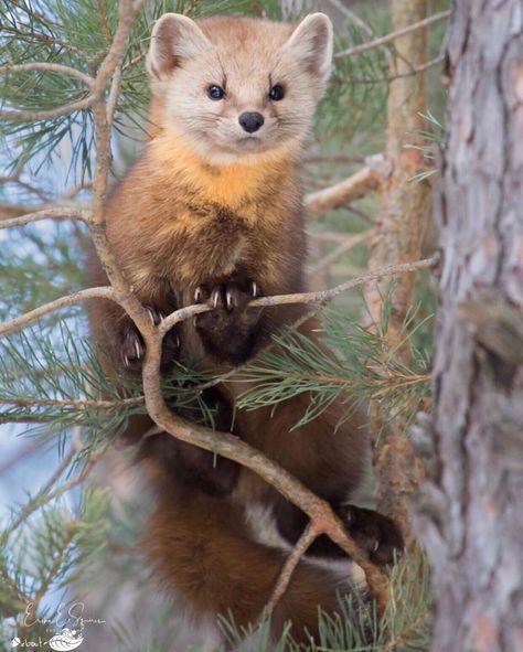 Pine Martens, Pine Martin, American Marten, Nature Sleeve, Pine Marten, Herding Cats, Japanese Animals, Wild Animals Photos, Paws And Claws