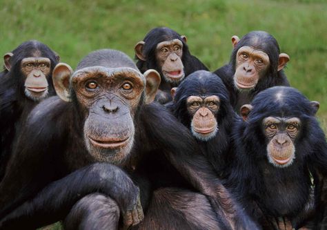 PsBattle: Six chimps posing for the camera Happy Monday Funny, Monkey Smiling, Monkey World, Collective Nouns, Great Ape, Animal Antics, Funny Greetings, Monkeys Funny, Funny Images Laughter