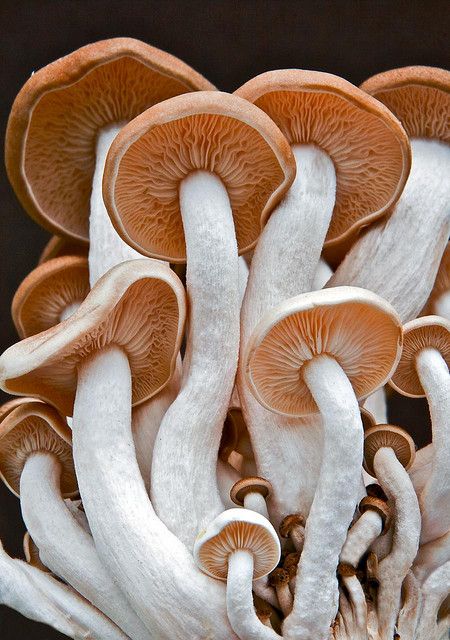 Do NOT like mushrooms.... but I DO like this photo!....It's almost as though they are huddling together and saying "Don't pick me...don't pick me" Mushrooms Growing, Lichen Moss, Pink Mushroom, Plant Fungus, Mushroom Fungi, Wild Mushrooms, Amazing Nature, A Group, Belle Photo