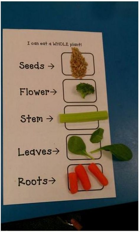 Hmmm... would they eat 'em? I like this! Eating the Parts of a Plant - Teach Junkie Plants Kindergarten, Exercise Science, Plants Unit, Plant Activities, Aktiviti Kanak-kanak, Kid Science, 1st Grade Science, First Grade Science, Plant Life Cycle