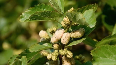 White Mulberry: Nutrients, Benefits, and Downsides Mulberry Benefits, Mulberry Tea, Mulberry Plant, Mulberry Trees, Mulberry Recipes, Beautiful Yellow Flowers, White Mulberry, Heart Shaped Leaves, White Berries