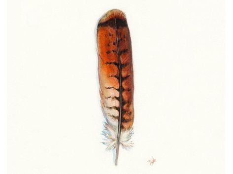 Watercolor Hawk, Red Tail Hawk Feathers, Redtail Hawk, Hawk Feather, Red Tail Hawk, Hawk Feathers, Hawk Tattoo, Feather Drawing, Watercolor Feather