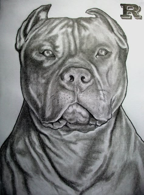 pitbull drawing ideas/ insperation Drawing Pitbull, Pitbull Drawing, Dogs Drawing, Pitbull, Drawing Ideas, A Black, A Dog, Black And White, Dogs