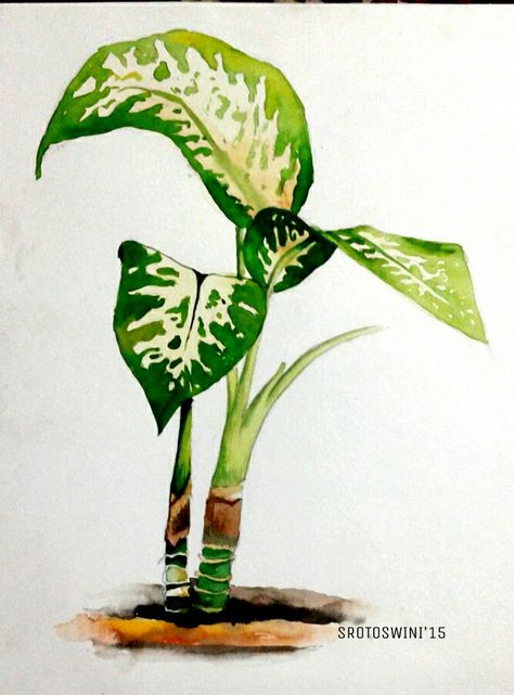 [Foliage study] Watercolour on paper || Srotoswini Sinha Nature Study Painting Watercolor, Nature Study Watercolor, Foliage Plants Drawing, Plant Study Drawing, Nature Study Paintings, Nature Study Drawing, Foliage Drawing, Watercolour Foliage, Watercolor Study