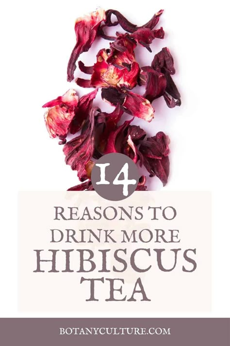 All About Hibiscus Flower | 14 Science-Backed Health Benefits & More Hibiscus Medicinal Uses, Hibiscus Properties, Benefits Of Hibiscus Tea, Hibiscus Recipe, Benefits Of Hibiscus, Roselle Hibiscus, Hibiscus Tea Benefits, Healing Teas, Hibiscus Flower Tea