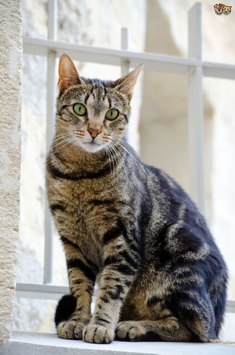 Mackerel tabby cats have stripes running up and down their bodies, earning them the nickname of “tiger cats.” Cat Anime, Cat Spray, Kinds Of Cats, Cat Photography, Domestic Cat, Cat Care, Tabby Cat, Beautiful Cats, Cat Photo