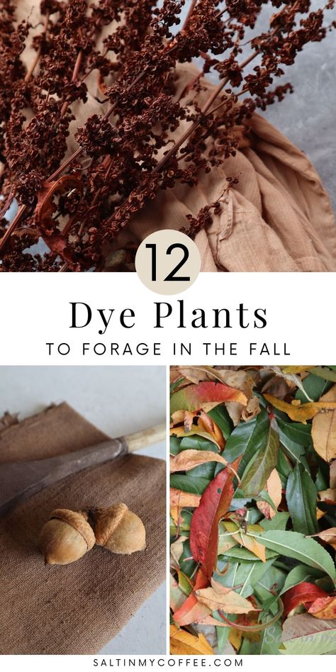 Plant Dyes Diy, Natural Dyes For Fabric, Acorn Dye, Dye Plants, Eco Dyeing Fabric, Leaf Dyeing, Diy Dye, Dyeing Fabric, Natural Dye Fabric