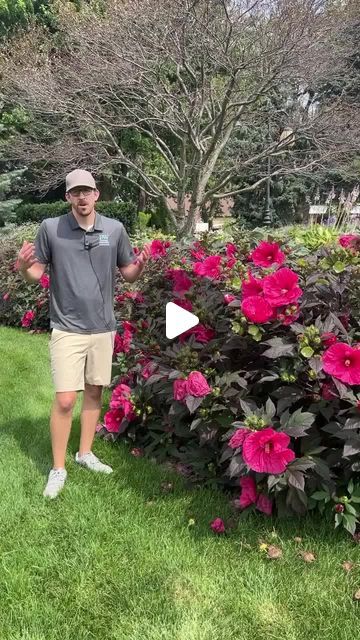 Proven Winners on Instagram: "What type of Hibiscus do you have? *Sound on to hear Andrew from Proven Winners Perennials explain the differences between perennial, shrub and tropical hibiscus." Hibiscus Landscaping Ideas, Hibiscus Landscaping, Proven Winners Perennials, Tropical Hibiscus, Patio Planters, Proven Winners, What Type, Landscaping Ideas, Hibiscus