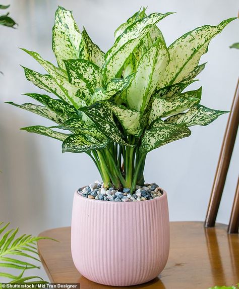 Leafy Plants Indoor, Chinese Evergreen Plant Care, Aglaonema Plant Care, Classroom Plants, Aglaonema Plant, Selling Plants, Chinese Evergreen Plant, Pot Flowers, Tattoo Plant