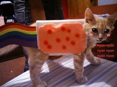 20 Super DIY-able Costumes For Cats | Cuteness Homemade Animal Costumes, Nyan Cat Costume, Diy Pet Costumes, Cute Cat Costumes, Chat Diy, Chat Halloween, Game Mode, Cat Halloween Costume, Nyan Cat