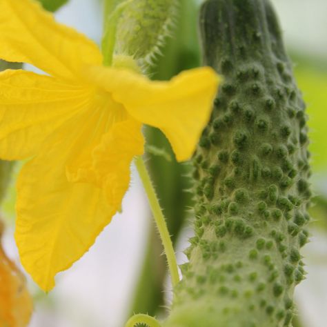 Pitta-Pacifying Recipe: Simple Cucumber Raita | Banyan Botanicals Cucumber Seedlings, Cucumber Flower, Kreativne Ideje, Cucumber Varieties, Japanese Cucumber, Cucumber Raita, Cucumber Canning, Seedling Pots, Cucumber Plant