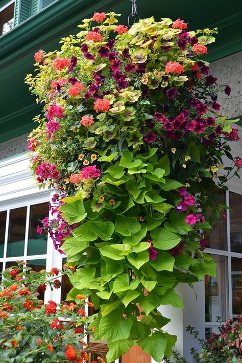 How to plant beautiful hanging baskets that last for months. Choose the best plants from these 15 designer plant lists for hanging flower baskets in sun or shade, plus easy care tips on soil, water and fertilizer for a healthy hanging basket! Hanging Plants Outdoor, Small Yard Landscaping, Tanaman Pot, Flower Baskets, Plants For Hanging Baskets, Hanging Flower Baskets, Container Gardening Flowers, Flower Garden Design, Best Plants