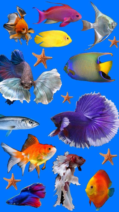 PECES Tropical Fish Color Palette, Tropical Fish Pictures, Frutiger Aero, Cool Fish, Animal Drawing, Reference Pictures, Colorful Fish, Super Duper, Reference Photos