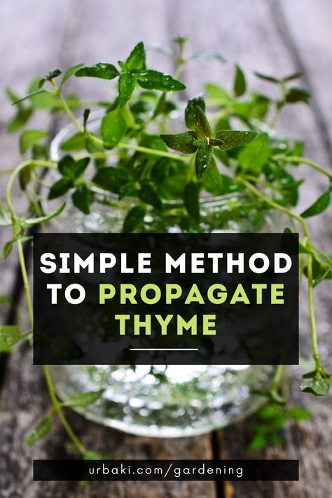 Surely you use thyme to flavor your favorite foods ... so do you want to have more? In this video, you will find a very simple method to propagate an infinite amount of thyme from cuttings.You don't need rooting hormone, no special tools. All you need is soil, scissors, water, and a little thyme. You will be amazed at how easy it is to have all the thyme you want.Within our Herbs category, you will find much more information regarding your favorite herbs. Do not miss it! Propagate Thyme In Water, How To Propagate Thyme, How To Grow Thyme, Thyme Water, Basil Planter, Thyme Herb, Gardening Herbs, Thyme Plant, Indoor Farming