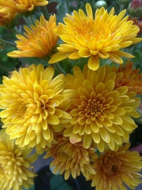 Parts Of A Flower, Flower Pins, All Flowers, Chrysanthemum, Love Flowers, Painting Inspiration, In The Garden, Yellow Flowers, Flower Painting