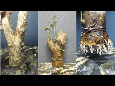 Bonsai Diy, Bonsai Making, Bonsai Pruning, Bonsai Forest, Pre Bonsai, Bonsai Tree Types, Bonsai Tree Care, Bonsai Techniques, Plantas Bonsai