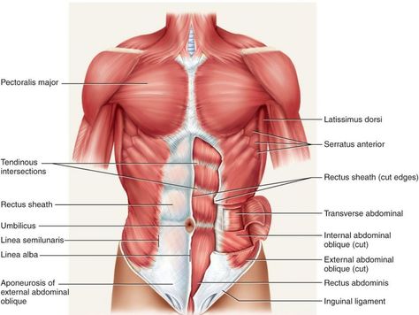 Abdominal Muscles Anatomy, Human Body Muscles, Human Anatomy Female, Muscular System Anatomy, Muscle Diagram, Muscle System, Stomach Muscles, Human Body Anatomy, Muscular System