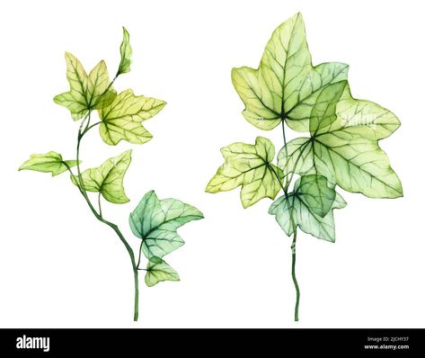 Download this stock image: Watercolor English ivy branches. Fresh grape leaves. Transparent tree foliage isolated on white. Realistic detailed botanical illustration. - 2JCHY37 from Alamy's library of millions of high resolution stock photos, illustrations and vectors. Paradise Plant, English Ivy, Spring Tree, Leaf Nature, Grape Leaves, Nature Paintings, Art Background, Botanical Illustration, Designs To Draw