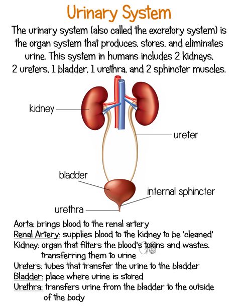 Nursing School Inspiration, Excretory System, Learn Biology, Sistem Pencernaan, Urinary System, Nursing School Motivation, Basic Anatomy And Physiology, Study Biology, Nurse Study Notes