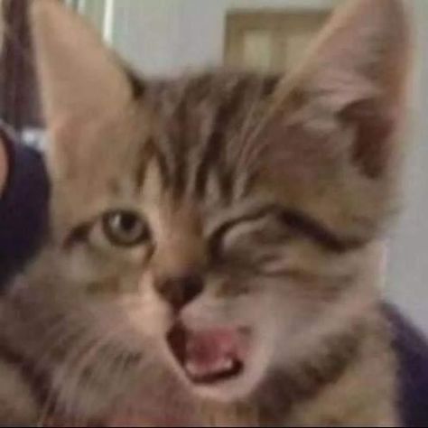 Reaction Pic, A Cat