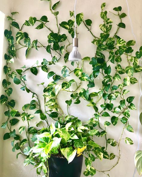 🌿POTHOS GROWTH PROGRESS | Share + Save 🌿 These posts are my favorite to make because I feel like I don’t realize how much my pothos wall has grown until I look back at old pictures and videos! Since 2022, this plant has been repotted 6 times, gotten a new plant pot and stand, has lost a lot of leaves and vines but also grown a lot of new ones! What do you think it will look like next year? Also comment CLIPS if you want the info for the plant vine clips I use to attach the plant to the wa... Pots For Pothos Plants, Pothos On Wall, Vining House Plants, Pothos Wall, Golden Pathos, Pathos Plant, Pothos In Water, Plant Architecture, Gardening Indoors