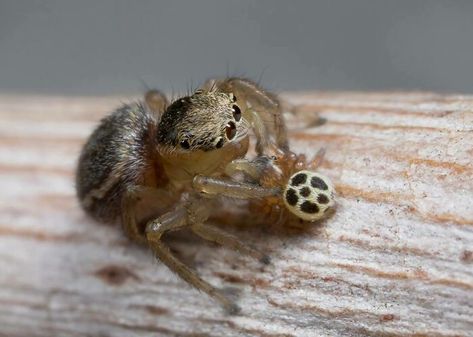 Female Peacock Spider And Her Baby Mama Tattoos, Female Peacock, Peacock Spider, Spider Pictures, Spider Species, Tier Tattoo, Pet Spider, Cool Bugs, Jumping Spider