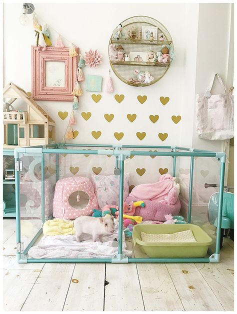 Pet Pig House, Dog Room Decor, Puppy Room, Ferret Cage, Bunny Room, A Ferret, Pet Bunny Rabbits, Teacup Pigs, Pig House