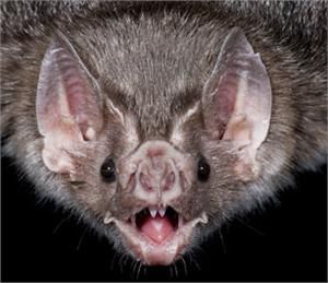 Bat Face Bat Pics, Bats Unit, Bat Facts, Bat Photos, Bat Tattoo, Cute Bat, Vampire Bat, Creatures Of The Night, Weird Animals