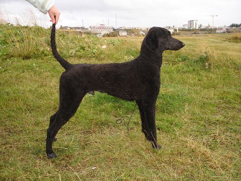 Shaved Down Doggies | Poodle Forum Poodle Clean Face, Shaved Poodle Haircut, Short Poodle Cuts, Poodle Short Haircut, Shaved Poodle, Puddle Dog, David Knight, Poodle Hairstyles, Groom Room