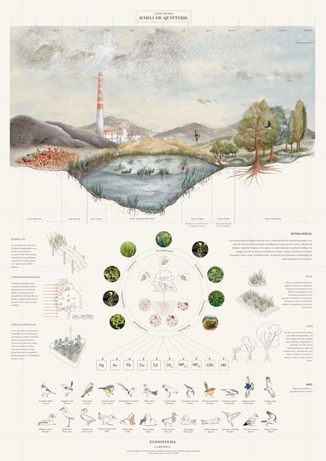 Landscape Architecture Poster Layout, Masterplan Architecture Concept, Landscape Architecture Presentation Board, Landscape Diagram, Landscape Architecture Diagram, Landscape Architecture Graphics, Architecture Design Presentation, Bio Design, Illustration Architecture